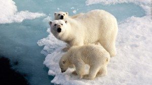 polar bears climate change