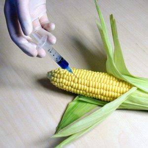 A syringe injects blue liquid into corn. Corn is the most commonly genetically modified food.