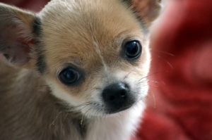 A brown and white puppy looks at the camera.