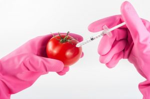 A pink gloved hand holds a tomato. Another pink gloved hand uses a syringe to inject genes into a tomato. The tomato is now genetically modified.