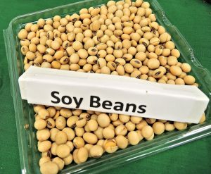 Tan soy beans in a clear container. A sign that says "soy beans" is on top of the beans. Soy is the most heavily genetically modified food.