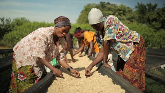 Women sorting through coffee beans at a Coexist cooperative