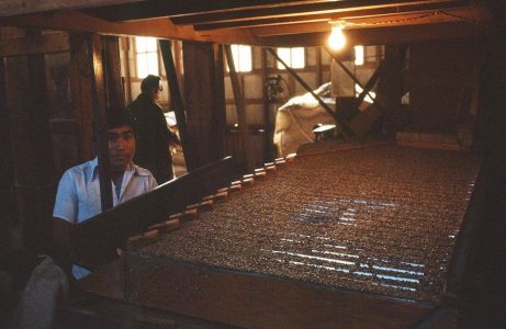 A coffee farmer sorts beans.