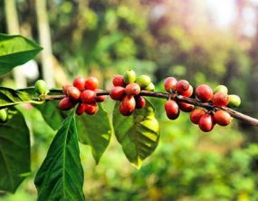 Coffee berries grow on a coffee plant.