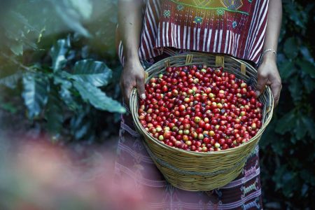 A Fair Trade coffee farmer carries a basket of coffee berries.