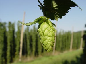 Hops Flower