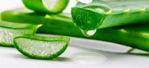 aloe Vera cutting