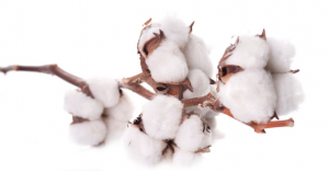 cotton plant