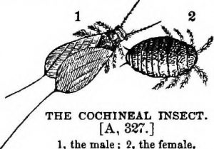 The Cochineal insect. 