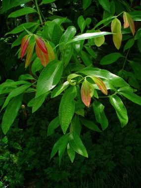 Cinnamon Tree Leaves