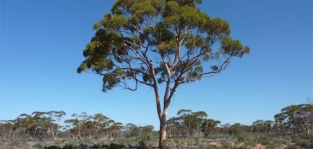 Organic Essential Oils Wholesale: Eucalyptus