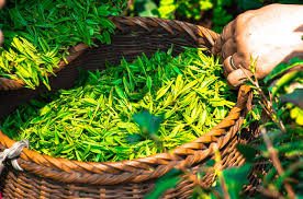 Green Tea leaves in a basket 