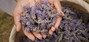 handful of lavender plant