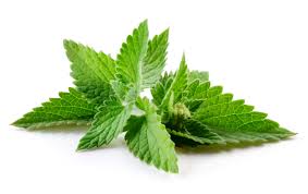 peppermint leaf on white background