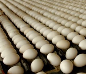 rows of eggs vegan wholesale items