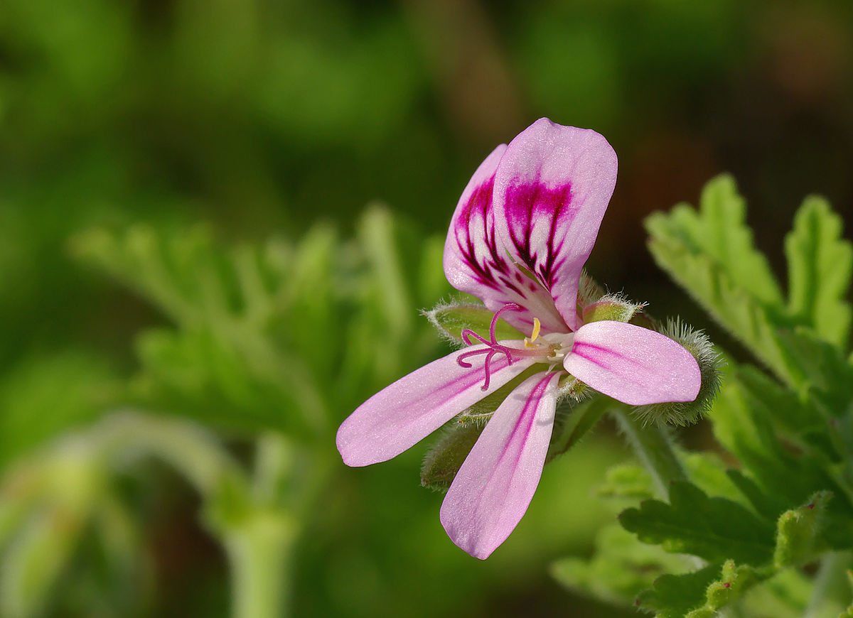 Organic Essential Oils Wholesale Geranium