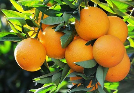 Organic Essential Oils Wholesale: Sweet Orange