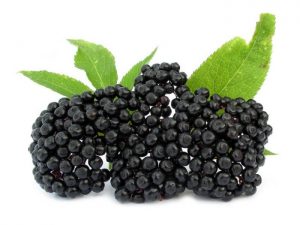elderberry with three berries
