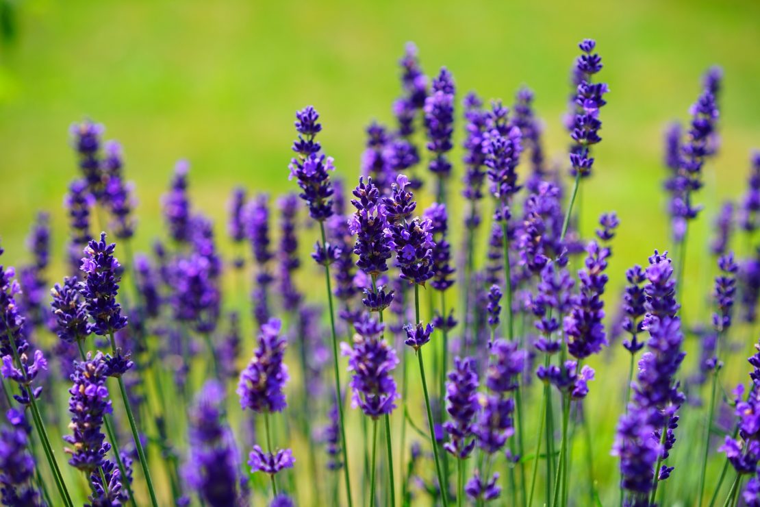 Lavender plant flowers in a field