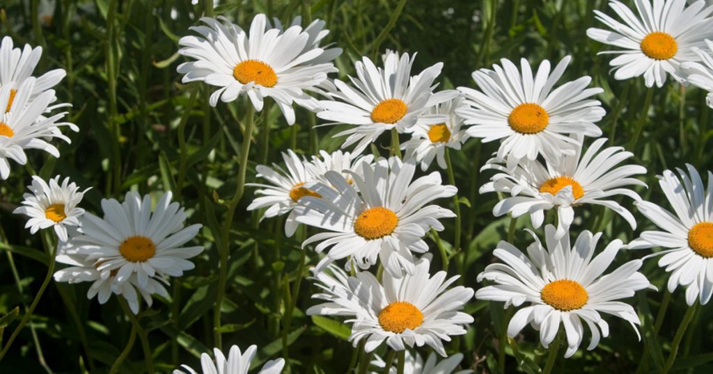 Roman Chamomile