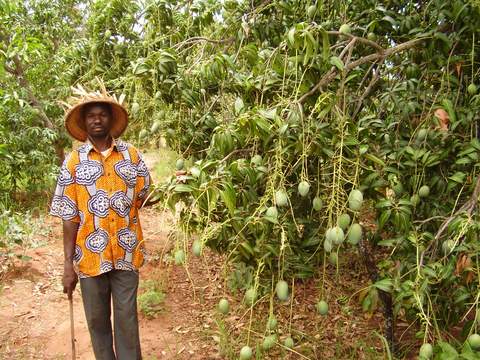 Sonde Dare Traore from Burkina Faso who farms organic mango