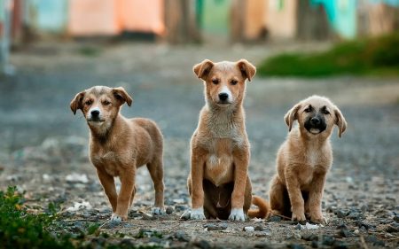Dropshipping Dog Chews: Organic Pet Chews Opportunities
