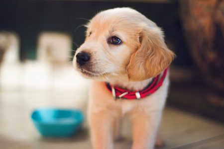 Top Wholesale Natural & Organic Dog Food To Sell Online