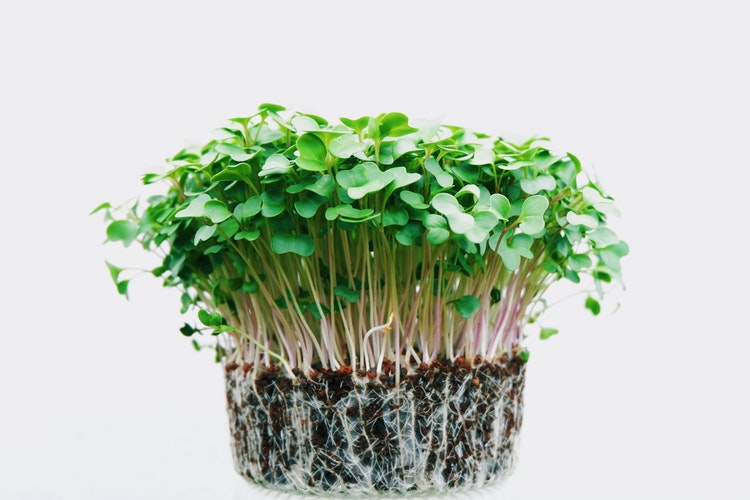 Organic Wholesale Supplies Every Reseller Needs