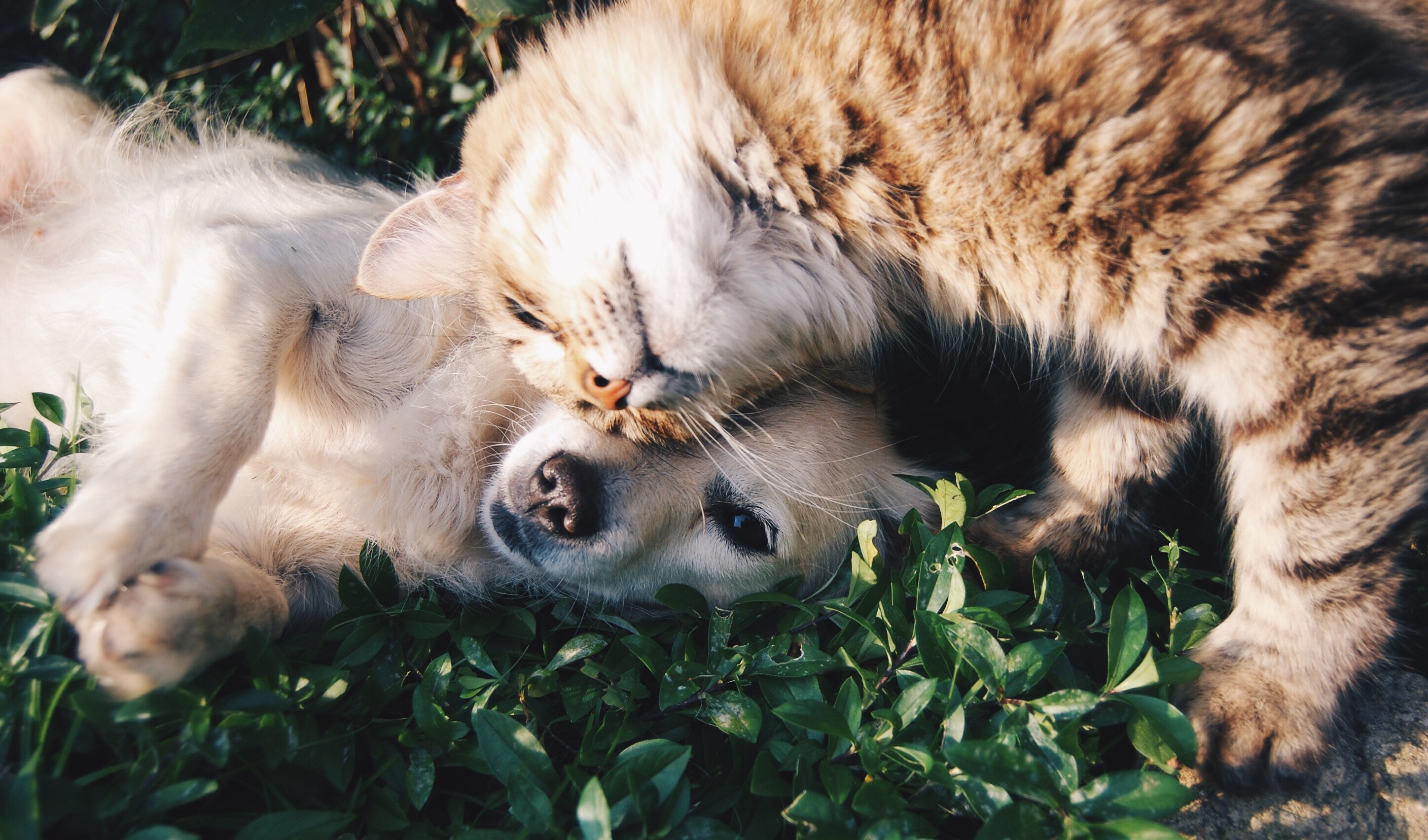 Business Opportunities: Dropshipping Wholesale Pet Supplements