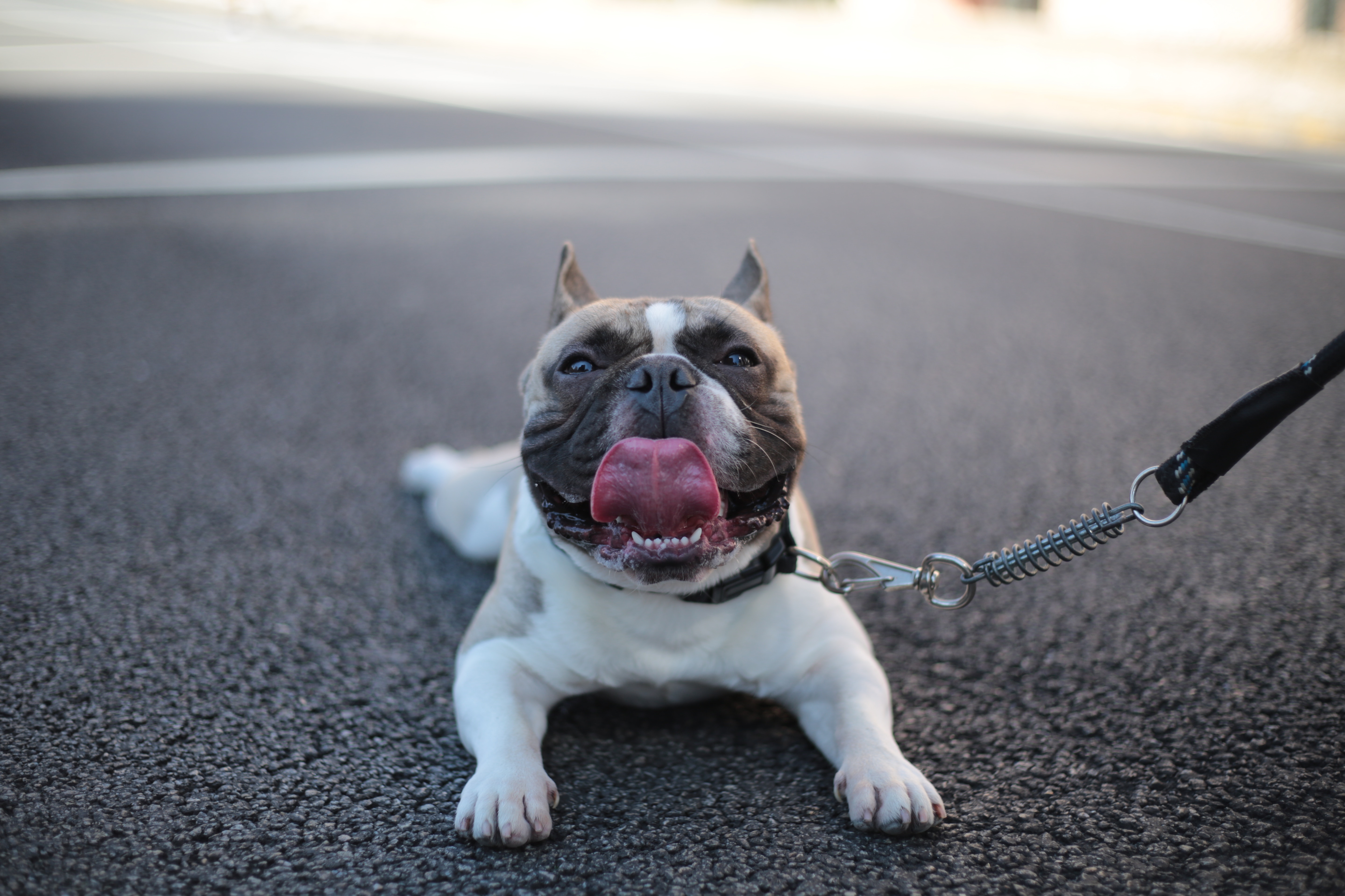 Pet Vitamins Wholesale: Everything You Need to Know
