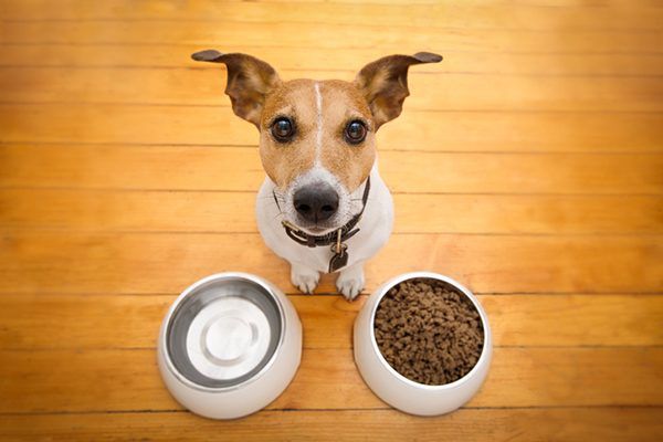 Why Choose New & Emerging Wholesale Dog Food Brands?