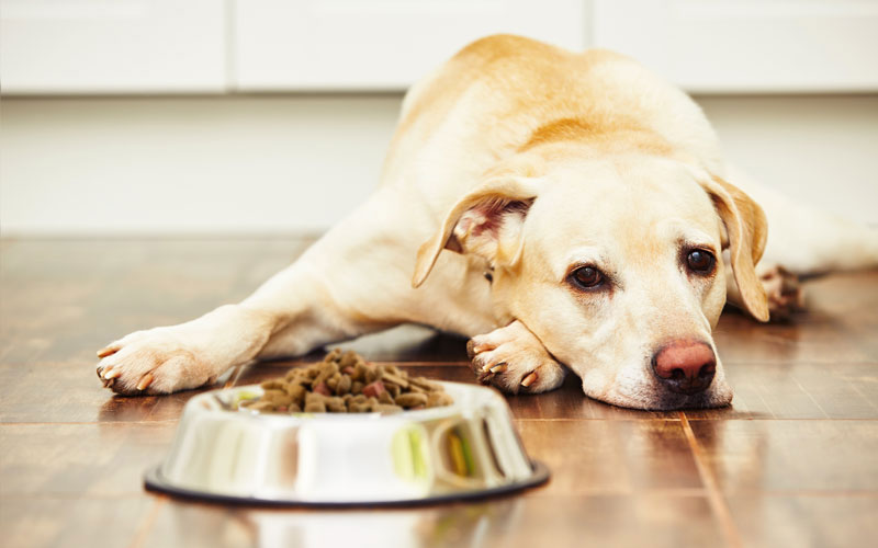 Is There A Dog Food Shortage In 2022?